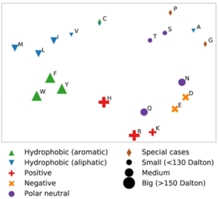 Amino acid
  embeddings