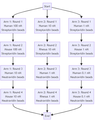 An antibody
  discovery campaign diagram