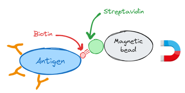 How antibody selections
  work